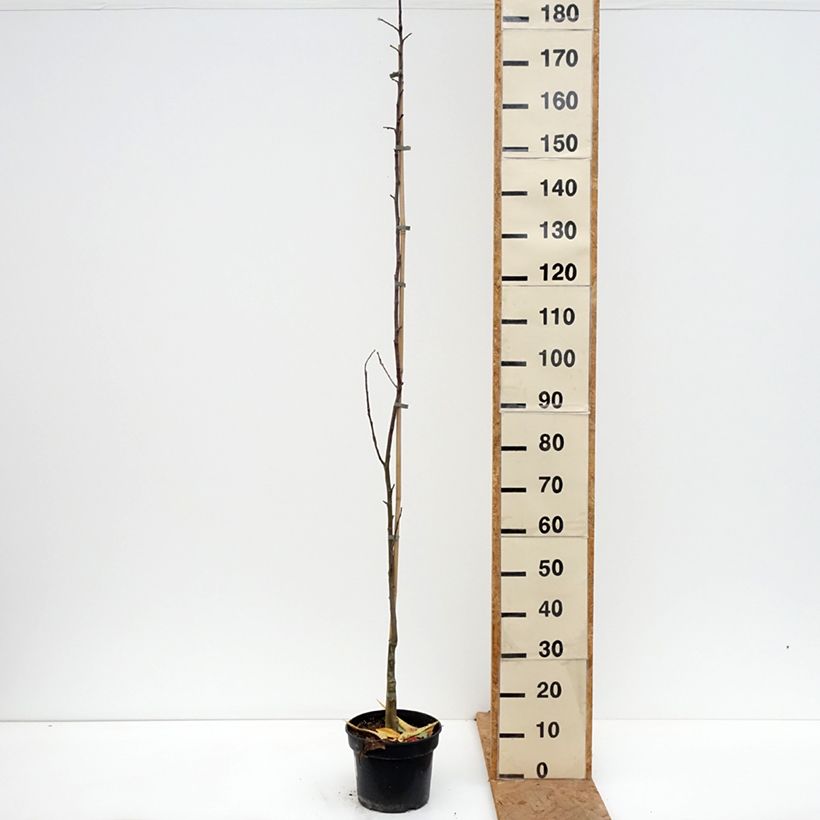 Amostra de Macieira Złotka Kwidzyńska - Malus domestica Vaso de 4 L/5 L, Rebento tal como entregue no outono