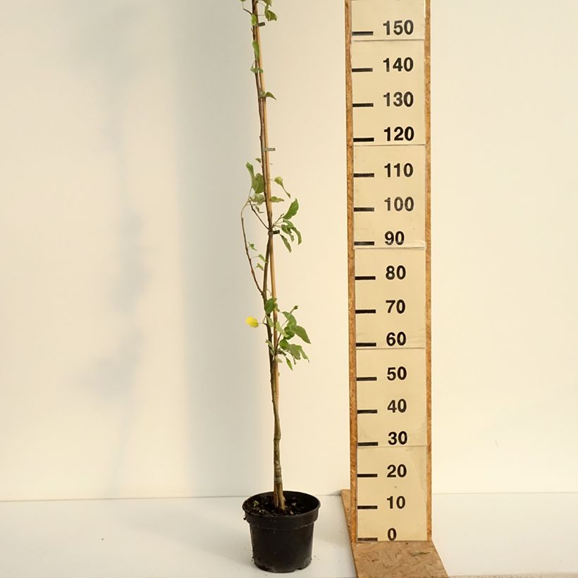 Amostra de Pommier Złotka Kwidzyńska Pot de 4L/5L, Scion tal como entregue no verão