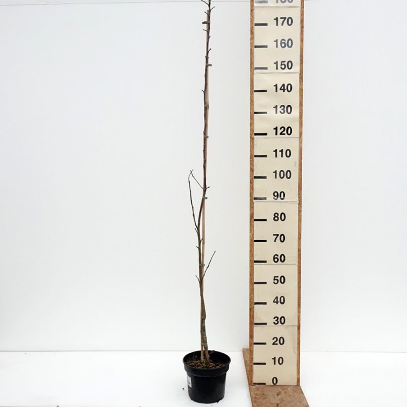 Amostra de Macieira Złotka Kwidzyńska - Malus domestica Vaso de 4 L/5 L, Rebento tal como entregue no inverno