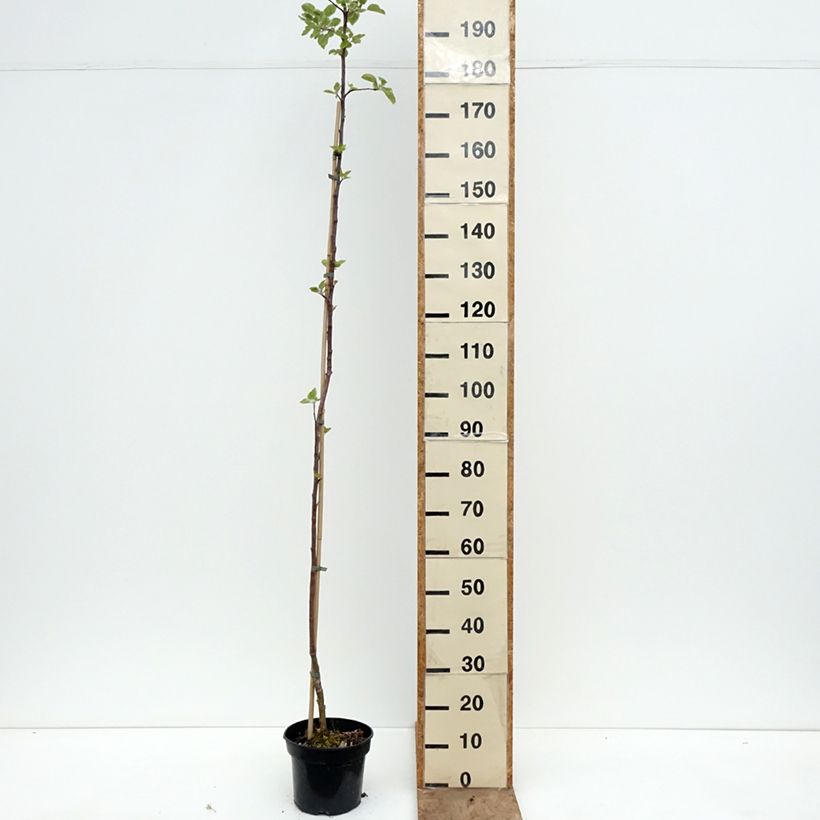 Amostra de Macieira Złotka Kwidzyńska - Malus domestica Vaso de 4 L/5 L, Rebento tal como entregue na primavera