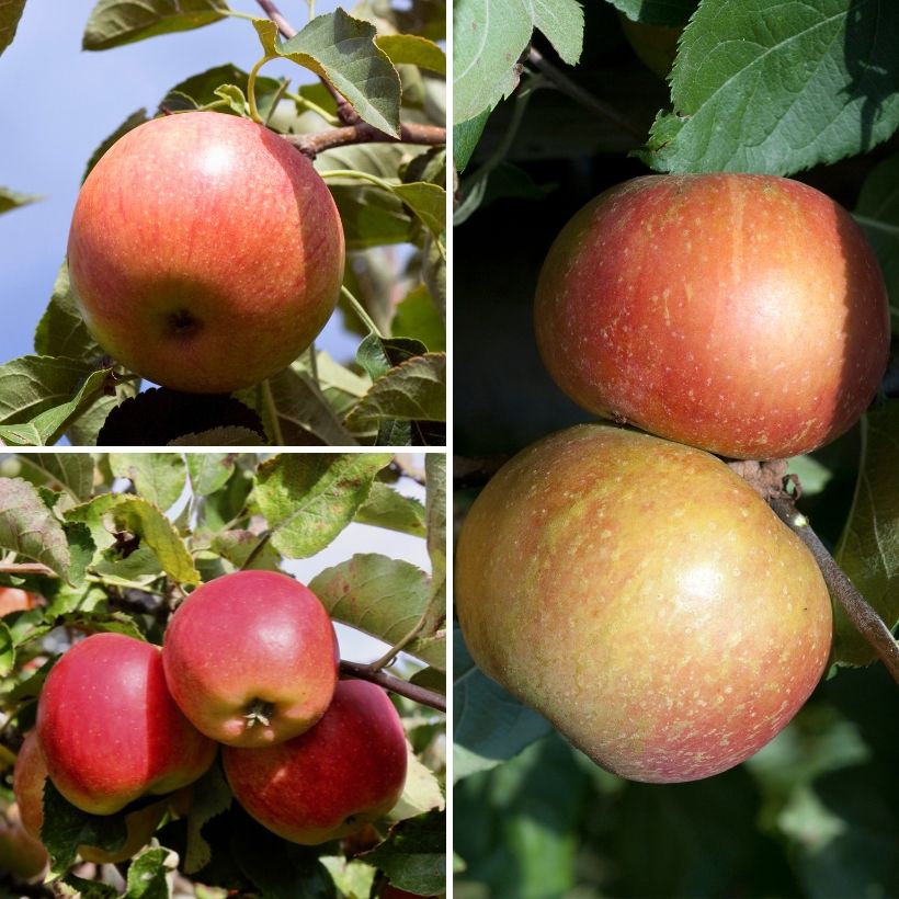 Macieira trio Elstar - Jonagold - Roter Boskoop plantas jovens - Malus domestica (Colheita)