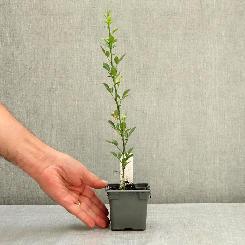 Amostra de Poncirus trifoliata Vaso de 8/9 cm tal como entregue no verão