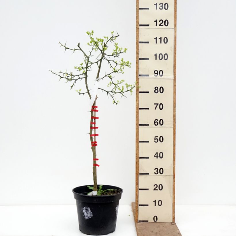 Amostra de Poncirus trifoliata Vaso de 7,5 L/10 L tal como entregue na primavera
