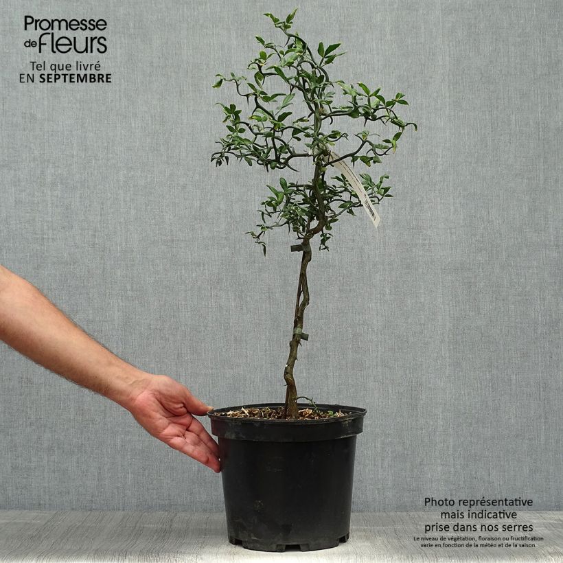 Amostra de Poncirus trifoliata Flying Dragon Vaso de 2 L/3 L tal como entregue no outono