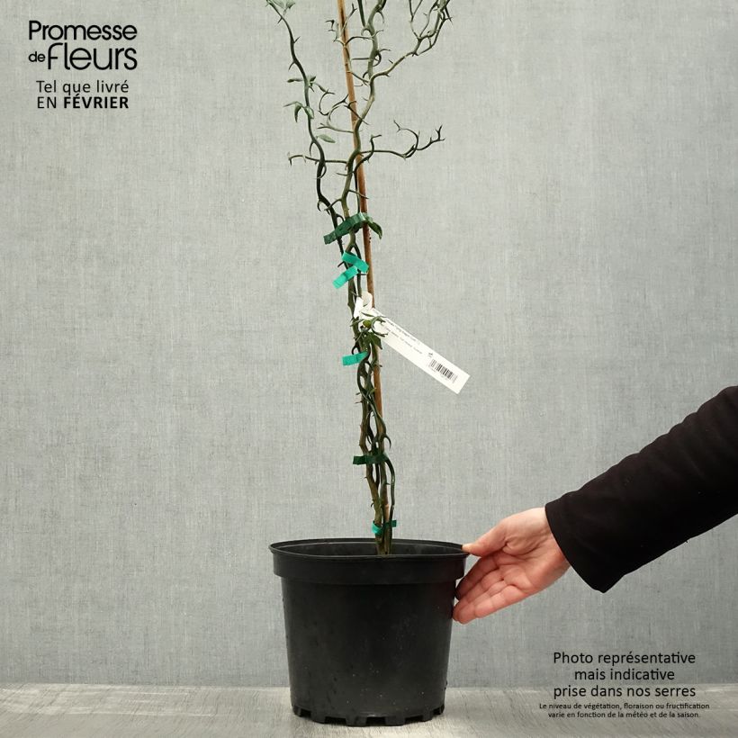 Amostra de Poncirus trifoliata Flying Dragon Vaso de 2 L/3 L tal como entregue no inverno