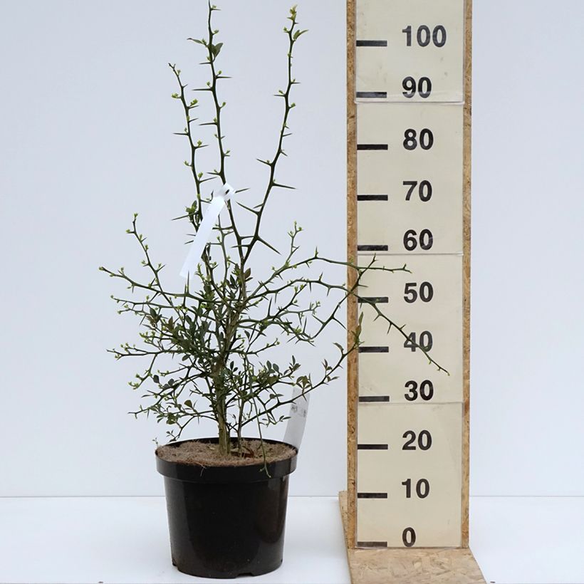 Amostra de Poncirus trifoliata Flying Dragon Vaso de 2 L/3 L tal como entregue na primavera