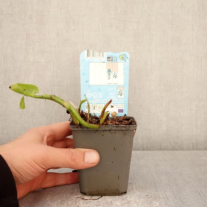 Amostra de Pontedéria cordata Pink Pons Vaso de 8/9 cm tal como entregue na primavera