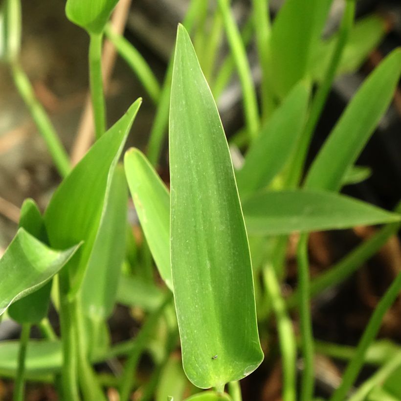 Pontedéria lanceolata (Folhagem)