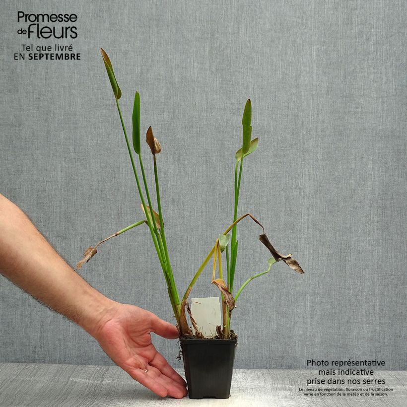 Amostra de Pontedéria lanceolata Vaso de 8/9 cm tal como entregue no outono