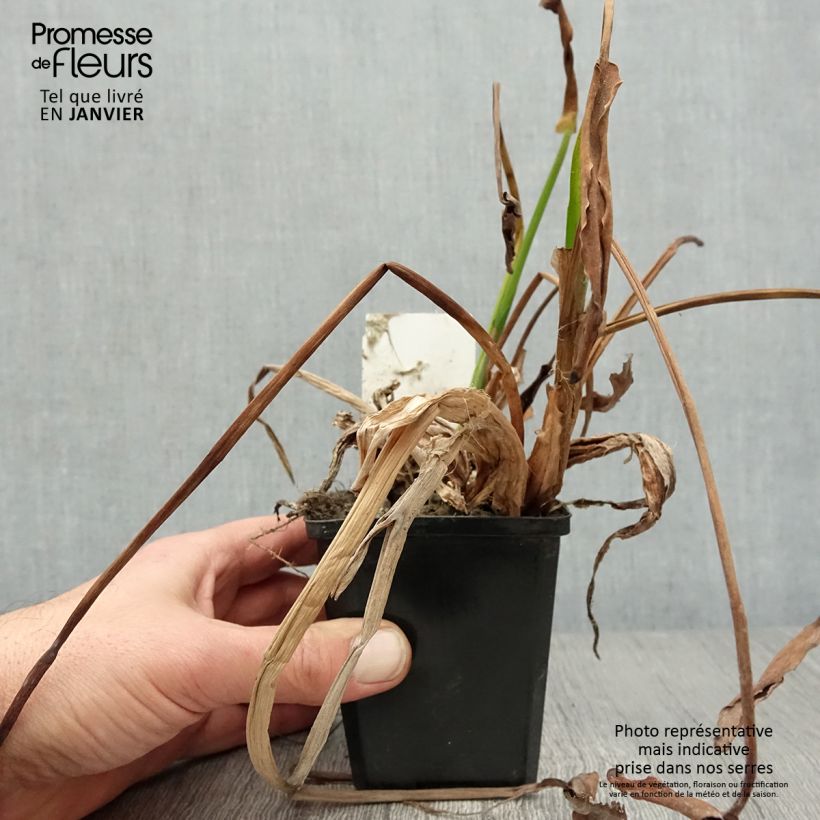 Amostra de Pontederia lanceolata - Pontédérie à feuilles lancéolées Godet de 8/9 cm tal como entregue no inverno