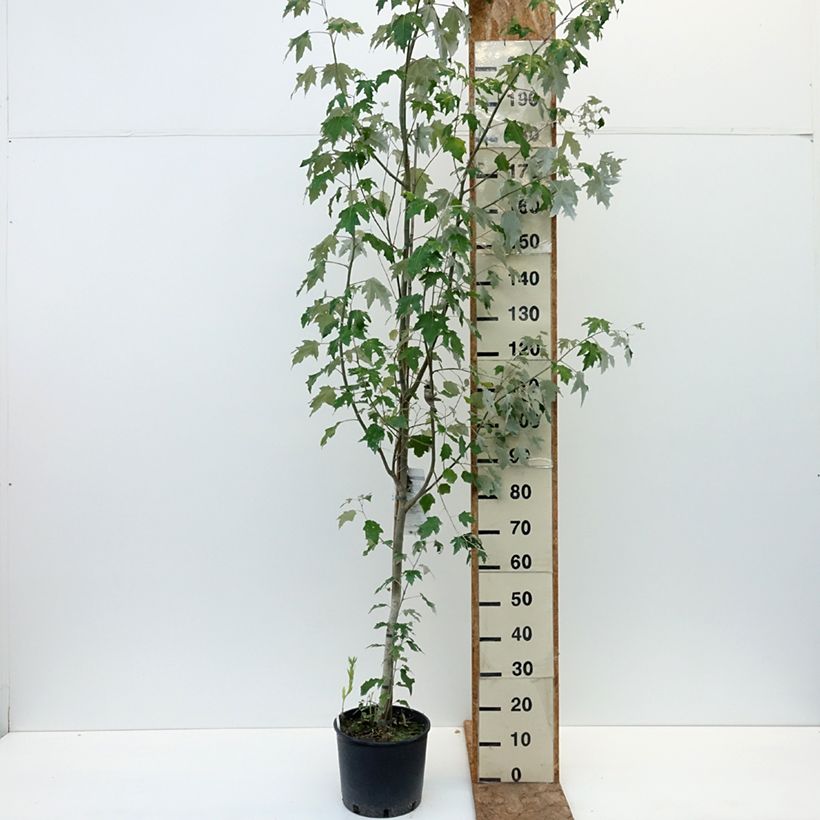 Amostra de Choupo-branco Bolleana - Populus alba Vaso de 7,5 L/10 L tal como entregue no verão