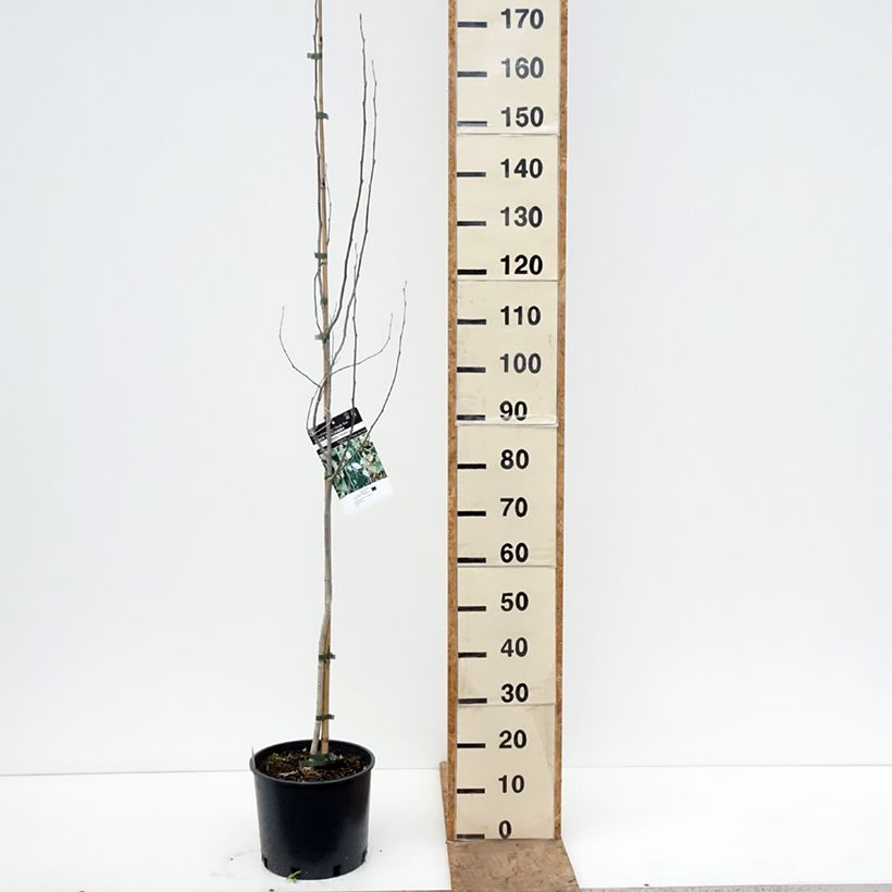 Amostra de Choupo-branco Bolleana - Populus alba Vaso de 7,5 L/10 L tal como entregue na primavera