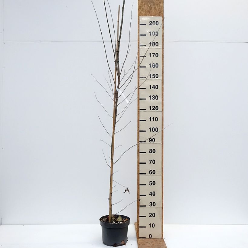 Amostra de Populus alba Vaso de 7,5 L/10 L tal como entregue no outono