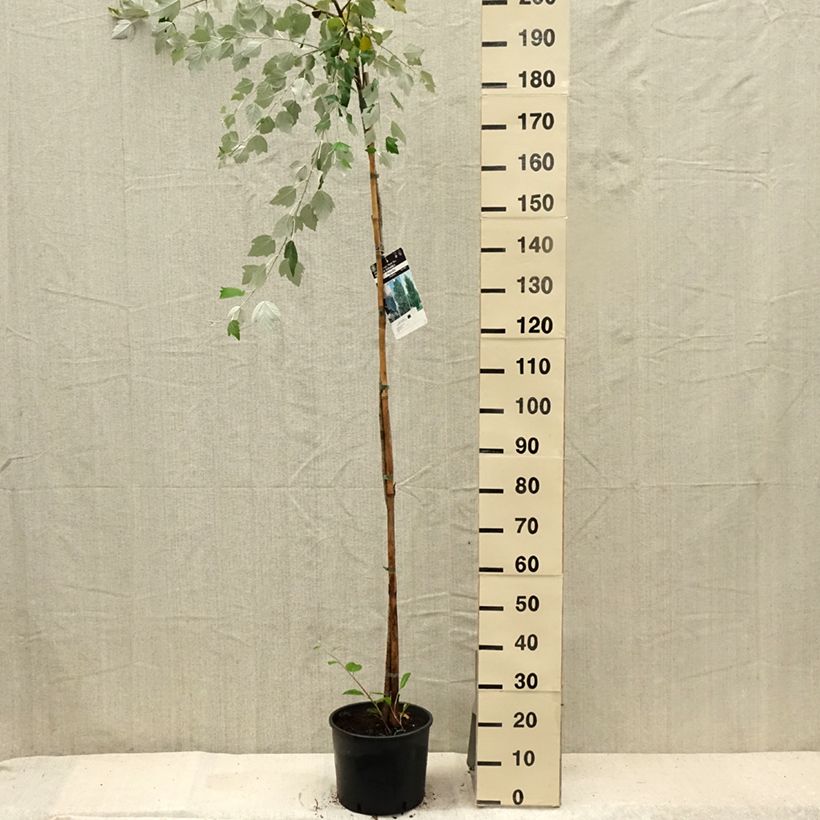 Amostra de Populus alba Vaso de 7,5 L/10 L tal como entregue no verão