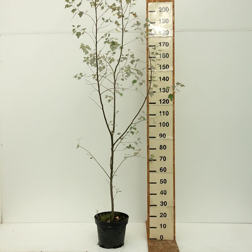 Amostra de Choupo-branco Richardii - Populus alba Vaso de 4 L/5 L tal como entregue no verão