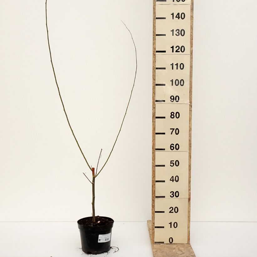 Amostra de Populus alba Richardii - Peuplier blanc Pot de 4L/5L tal como entregue no inverno