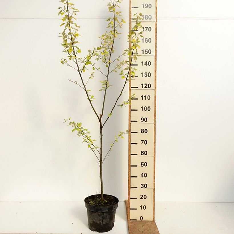 Amostra de Choupo-branco Richardii - Populus alba Vaso de 4 L/5 L tal como entregue na primavera