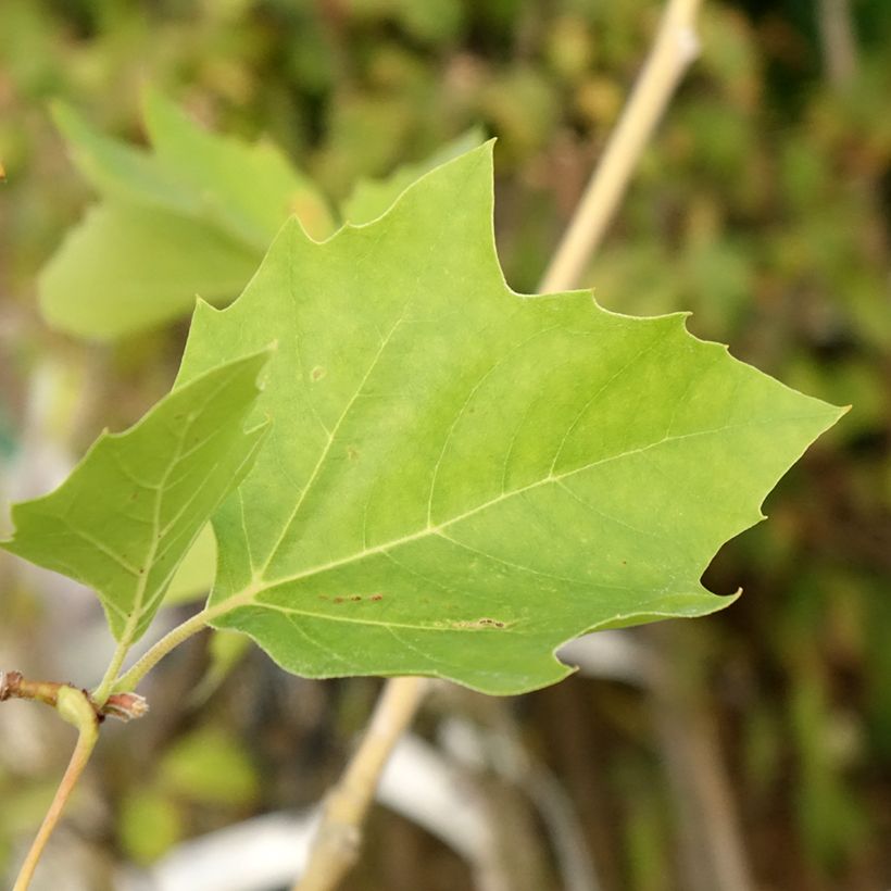 Choupo-negro Lombardy Gold - Populus nigra (Folhagem)