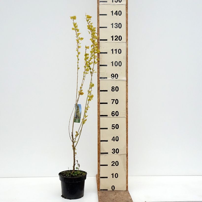 Amostra de Choupo-negro Lombardy Gold - Populus nigra Vaso de 3 L/4 L tal como entregue na primavera