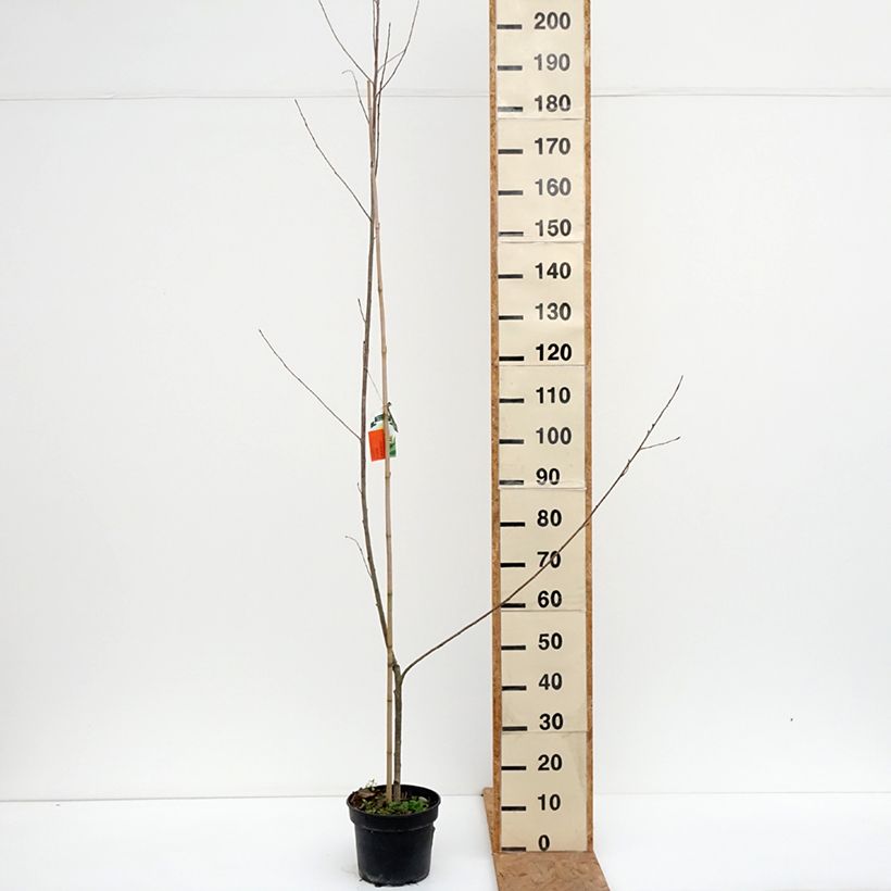 Amostra de Choupo-do-Canadá Serotina Aurea - Populus × canadensis Vaso de 4 L/5 L tal como entregue no outono