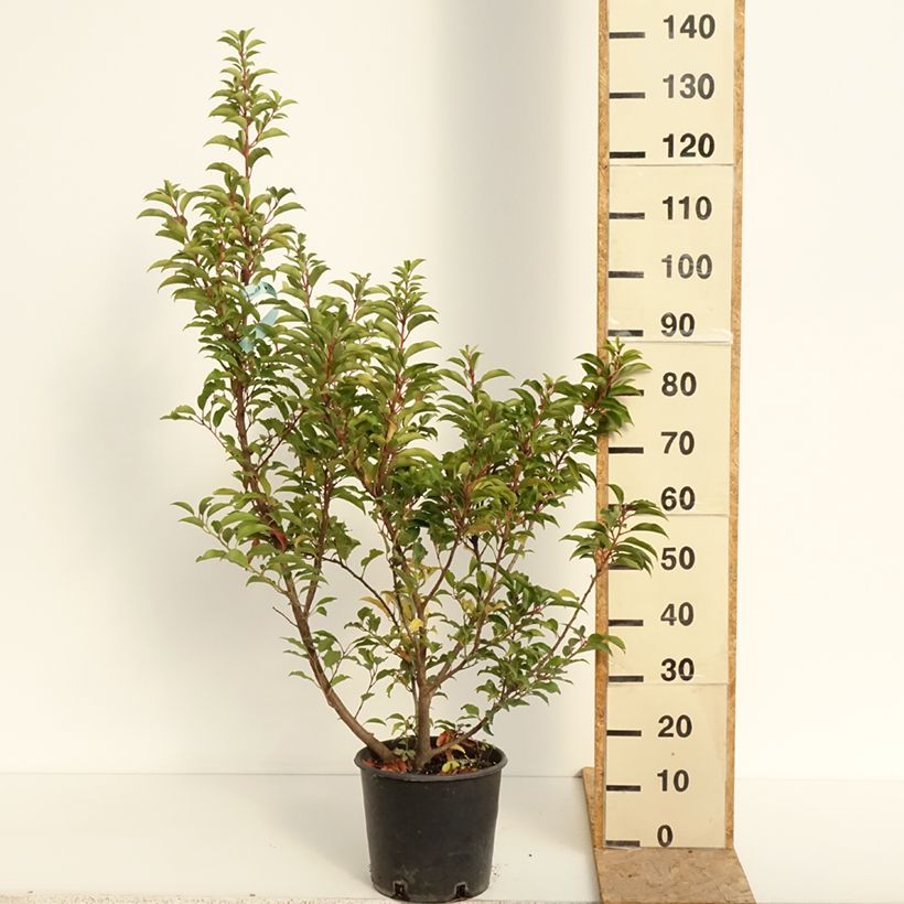 Amostra de Choupo-do-Canadá Serotina Aurea - Populus × canadensis Vaso de 4 L/5 L tal como entregue no verão