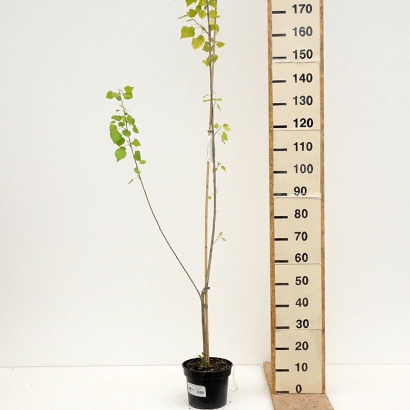 Amostra de Choupo-do-Canadá Serotina Aurea - Populus × canadensis Vaso de 4 L/5 L tal como entregue na primavera