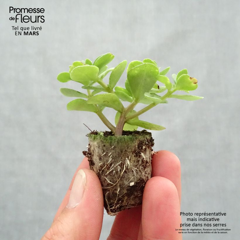 Amostra de Portulaca Pazzaz Nano Yellow Twist Mini-motte Ø 3/4 cm tal como entregue na primavera