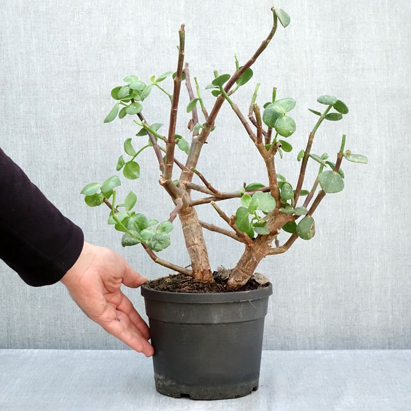 Amostra de Arbusto-elefante Macrophylla - Portulacaria afra Vaso de 3 L/4 L tal como entregue no outono