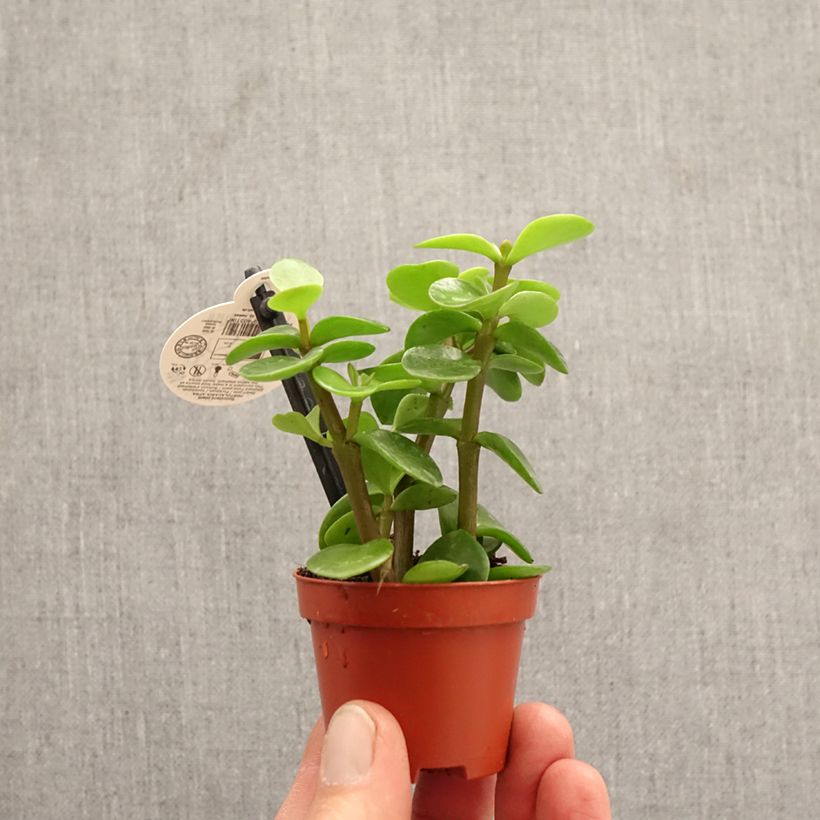 Amostra de Arbusto-elefante Variegata - Portulacaria afra Miniplanta tal como entregue na primavera