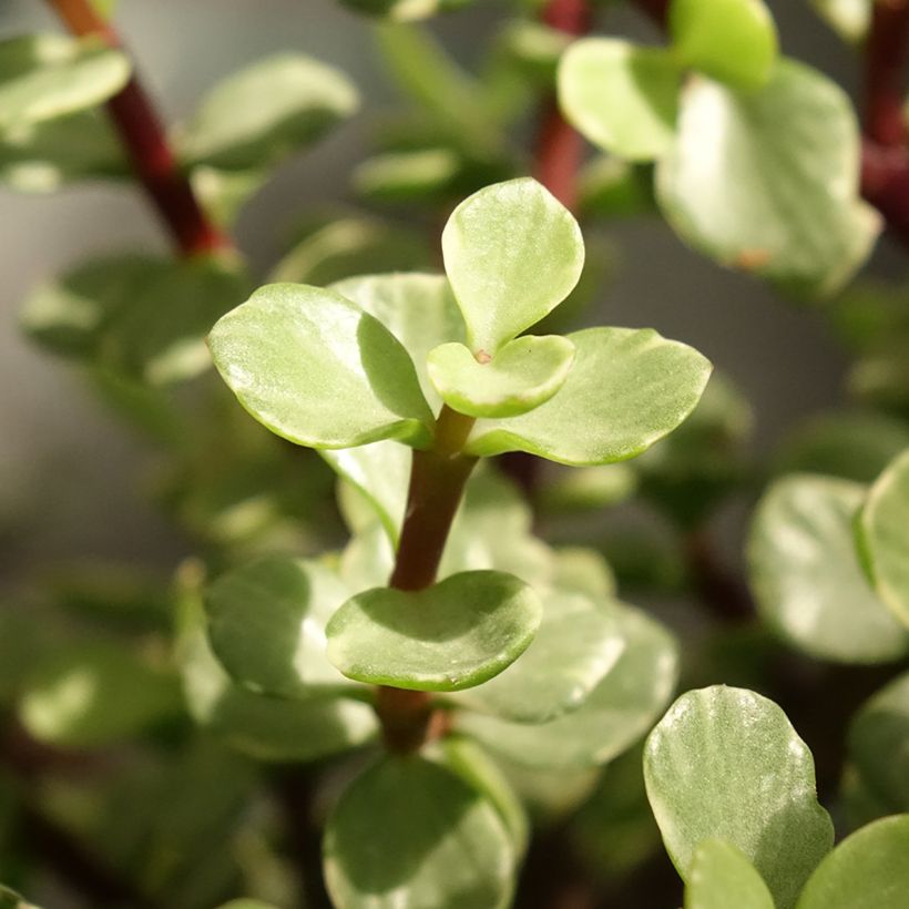 Arbusto-elefante Variegata - Portulacaria afra (Folhagem)