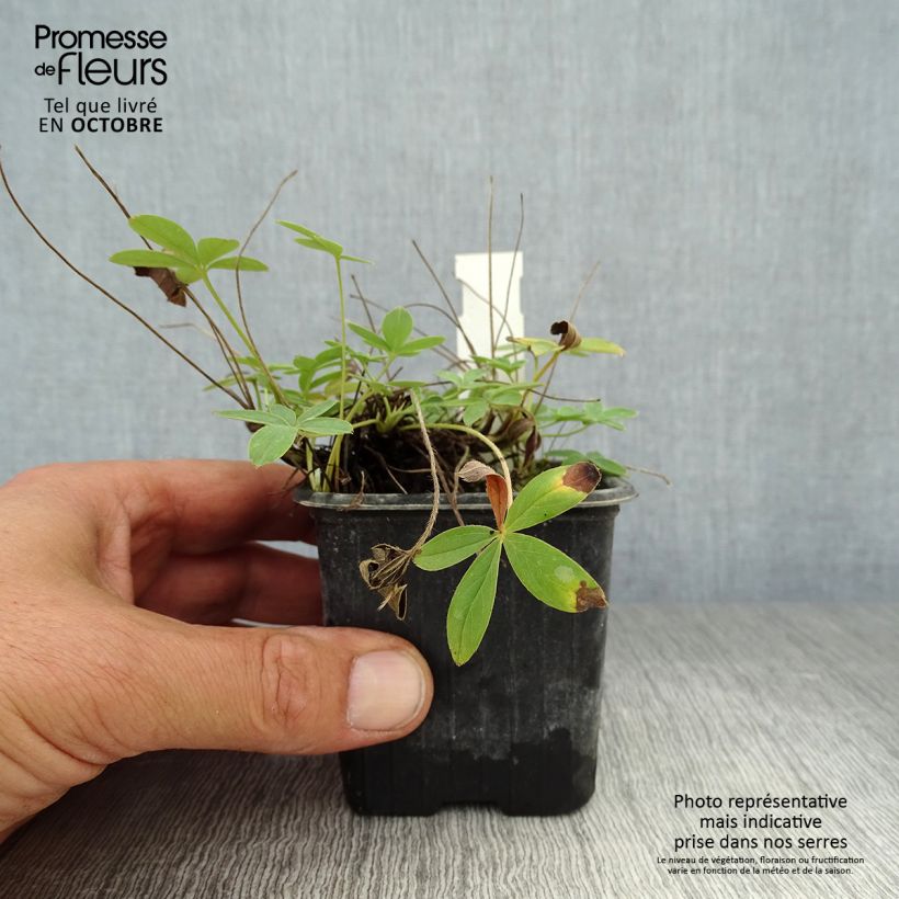 Amostra de Potentilla alba - Potentilla branca Vaso de 8/9 cm tal como entregue no outono