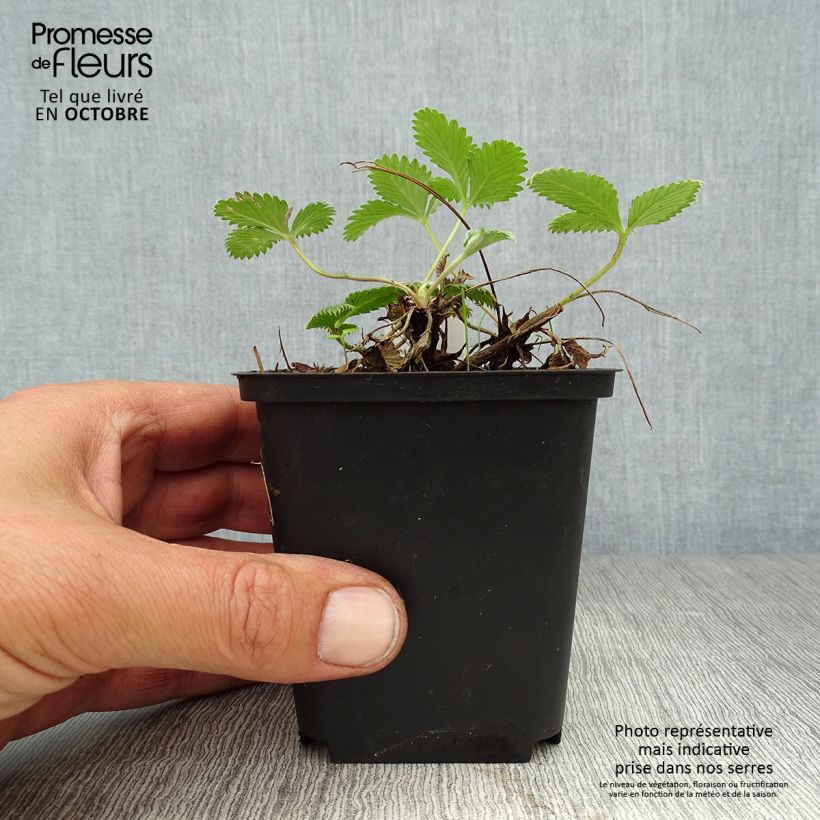 Amostra de Potentilla Arc en Ciel Vaso de 8/9 cm tal como entregue no outono