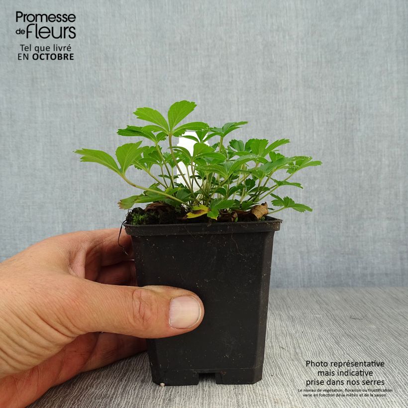 Amostra de Potentilla aurea Vaso de 8/9 cm tal como entregue no outono