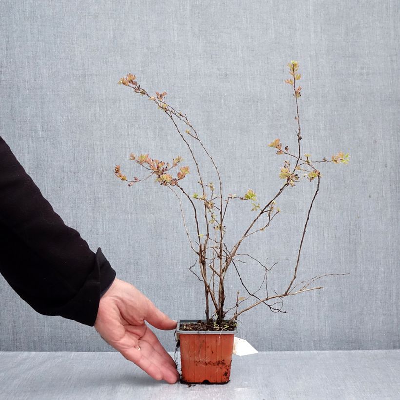 Amostra de Potentilla fruticosa Glamour Girl Vaso de 8/9 cm tal como entregue no outono