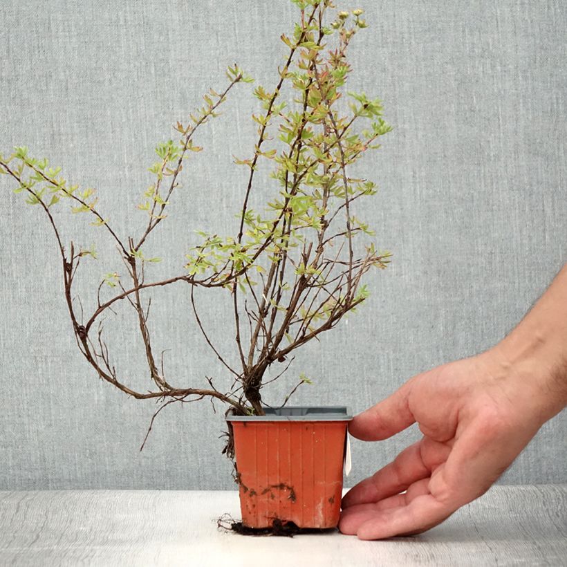 Amostra de Potentilla fruticosa Glamour Girl Vaso de 8/9 cm tal como entregue no verão