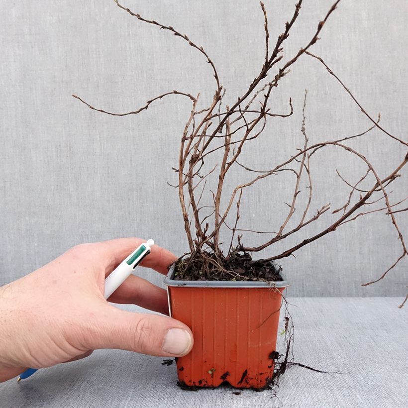 Amostra de Potentilla fruticosa Glamour Girl Vaso de 8/9 cm tal como entregue no inverno