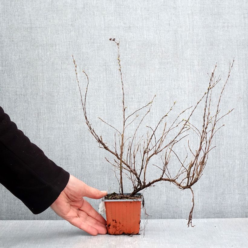 Amostra de Potentilla fruticosa Glamour Girl Vaso de 8/9 cm tal como entregue na primavera