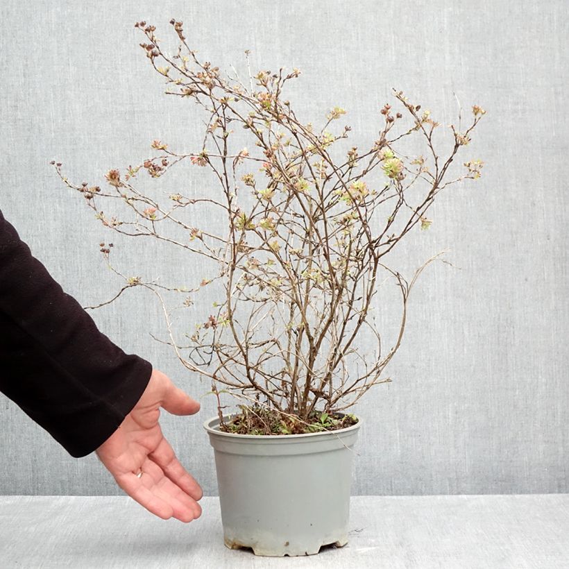 Amostra de Potentilla fruticosa Glamour Girl Vaso de 2 L/3 L tal como entregue no outono