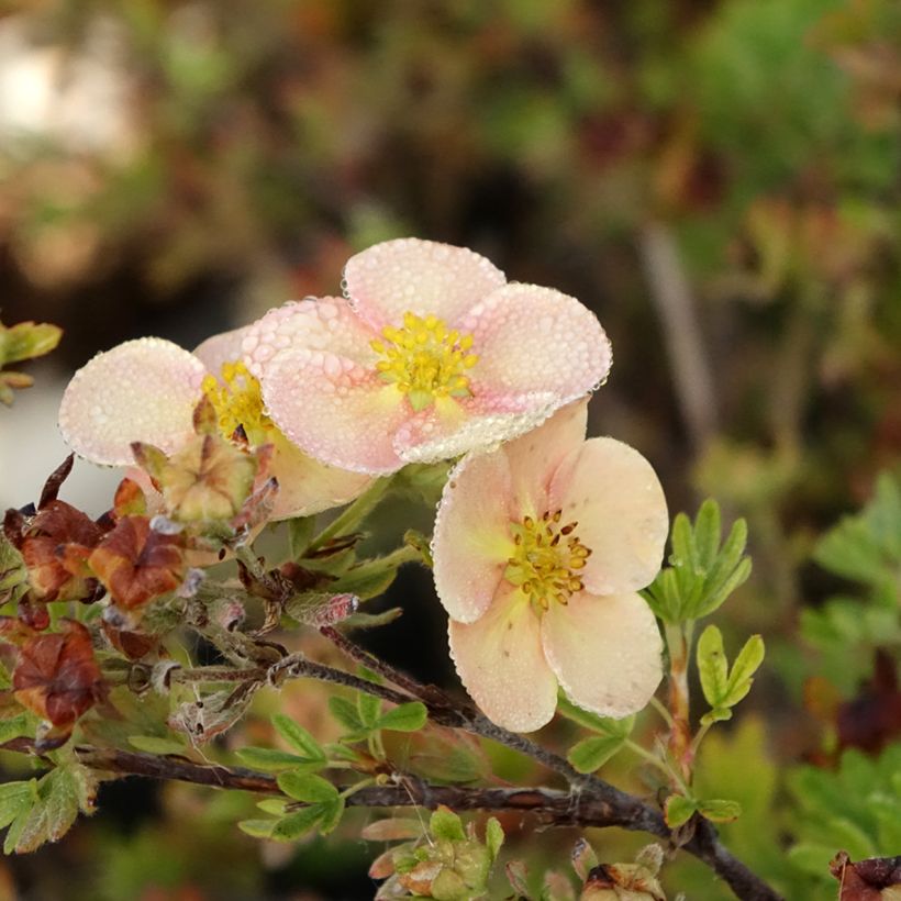 Potentilla fruticosa Glamour Girl (Floração)
