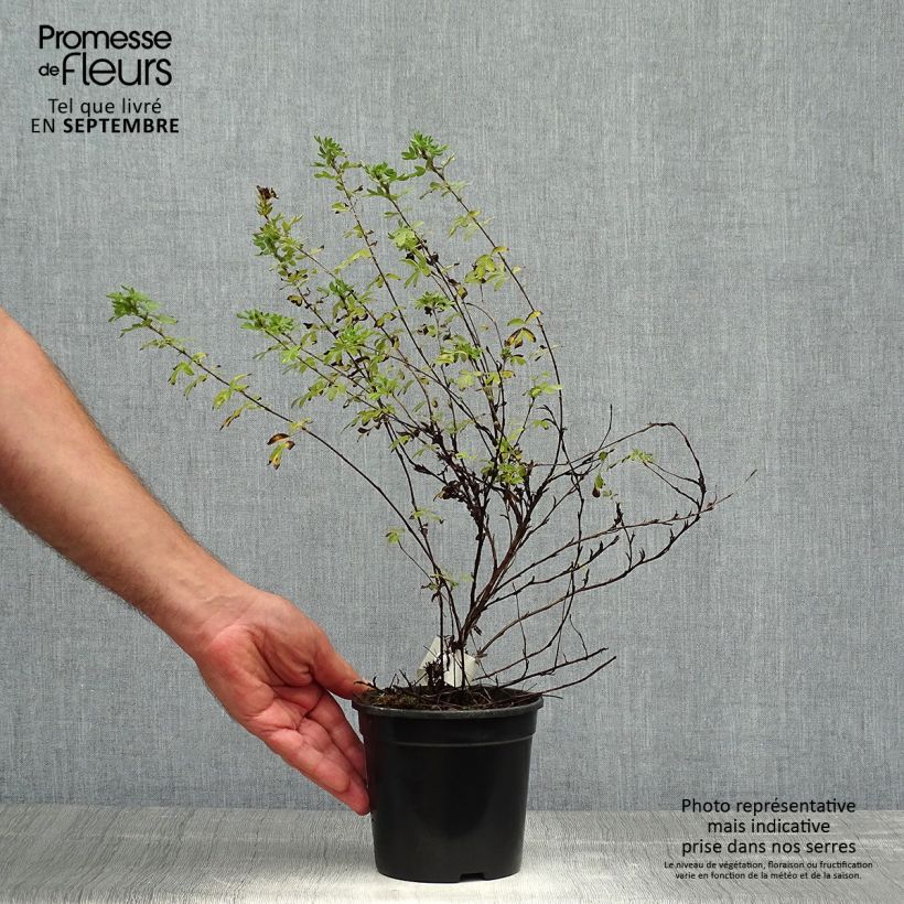 Amostra de Potentilla fruticosa Abbotswood Vaso de 1 L/1,5 L tal como entregue no outono