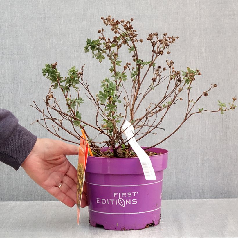 Amostra de Potentilla fruticosa Citrus Tart Vaso de 2 L/3 L tal como entregue no outono