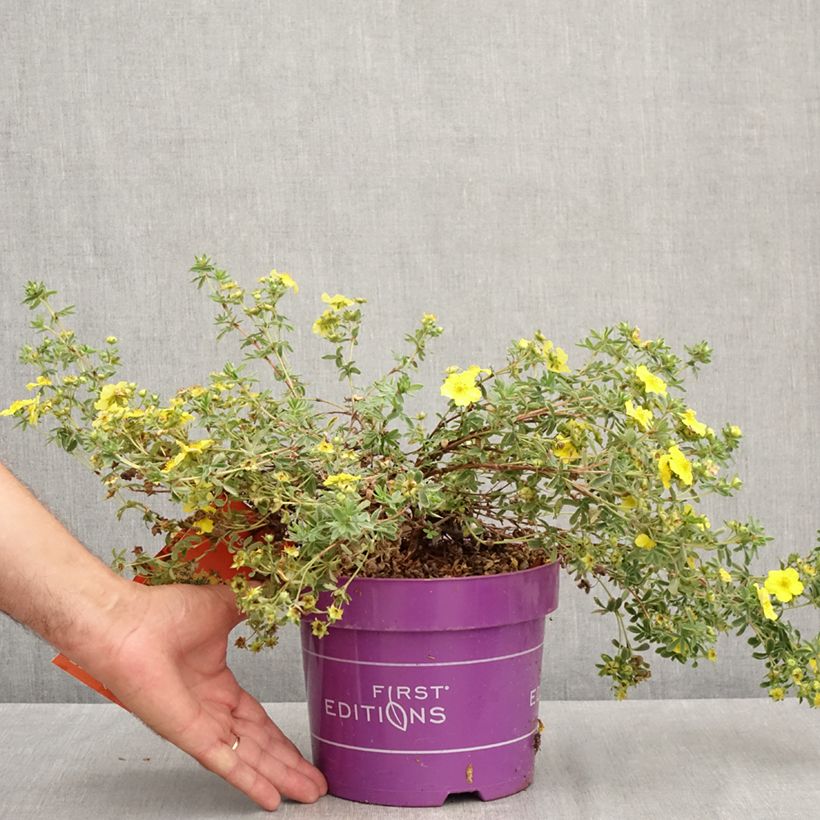 Amostra de Potentilla fruticosa Citrus Tart Vaso de 2 L/3 L tal como entregue no verão