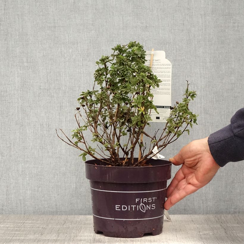 Amostra de Potentilla fruticosa Citrus Tart Vaso de 2 L/3 L tal como entregue na primavera