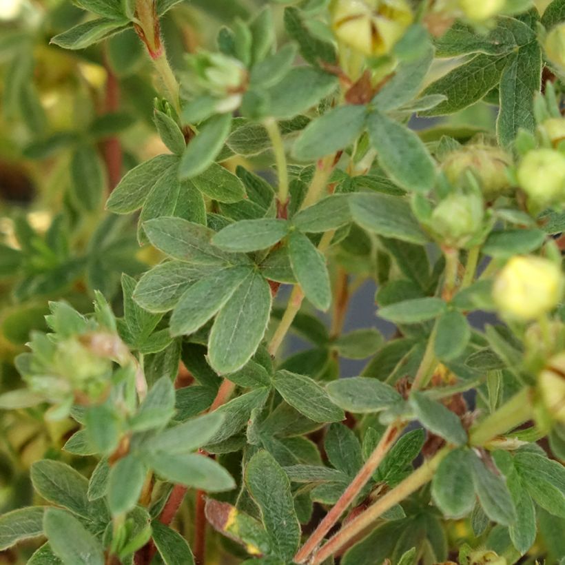 Potentilla fruticosa Citrus Tart (Folhagem)