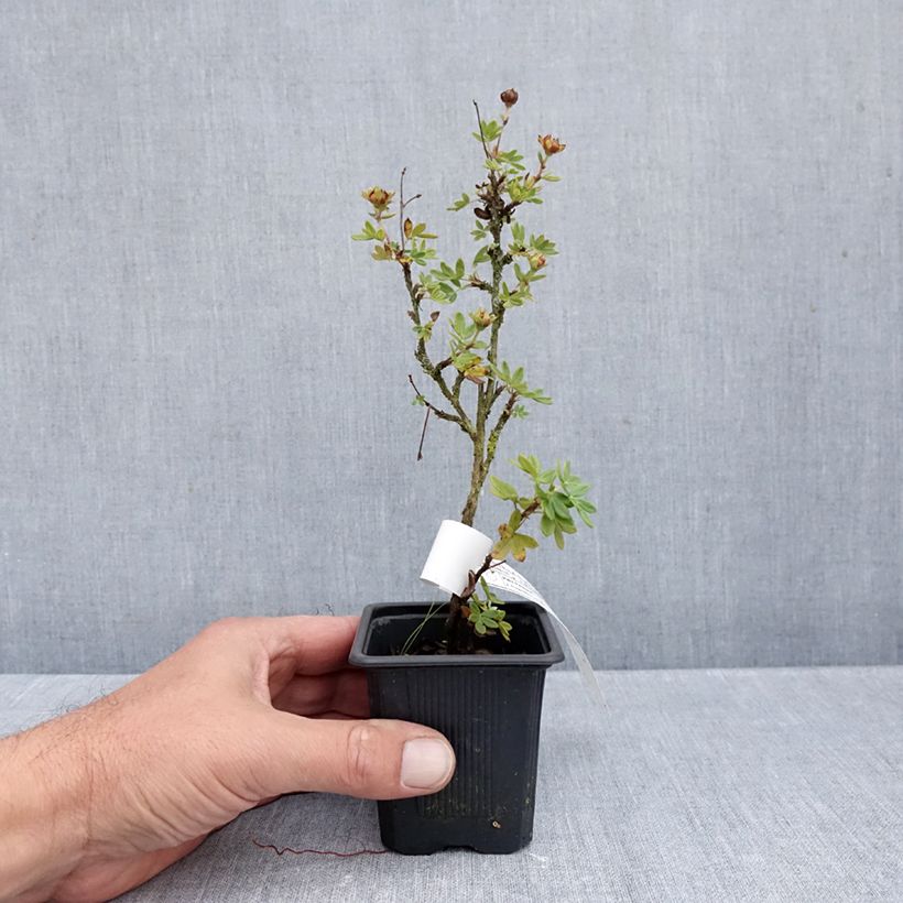 Amostra de Potentilla fruticosa Creme Brulée Vaso de 8/9 cm tal como entregue no outono