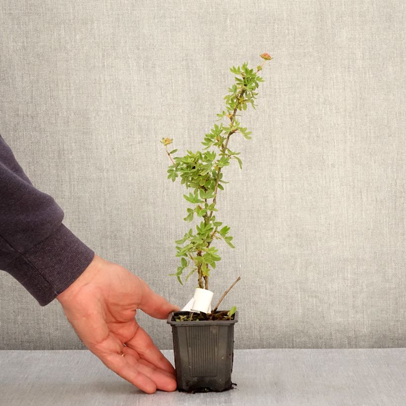 Amostra de Potentilla fruticosa Creme brulée- Potentille arbustive Vaso de 8/9 cm tal como entregue na primavera