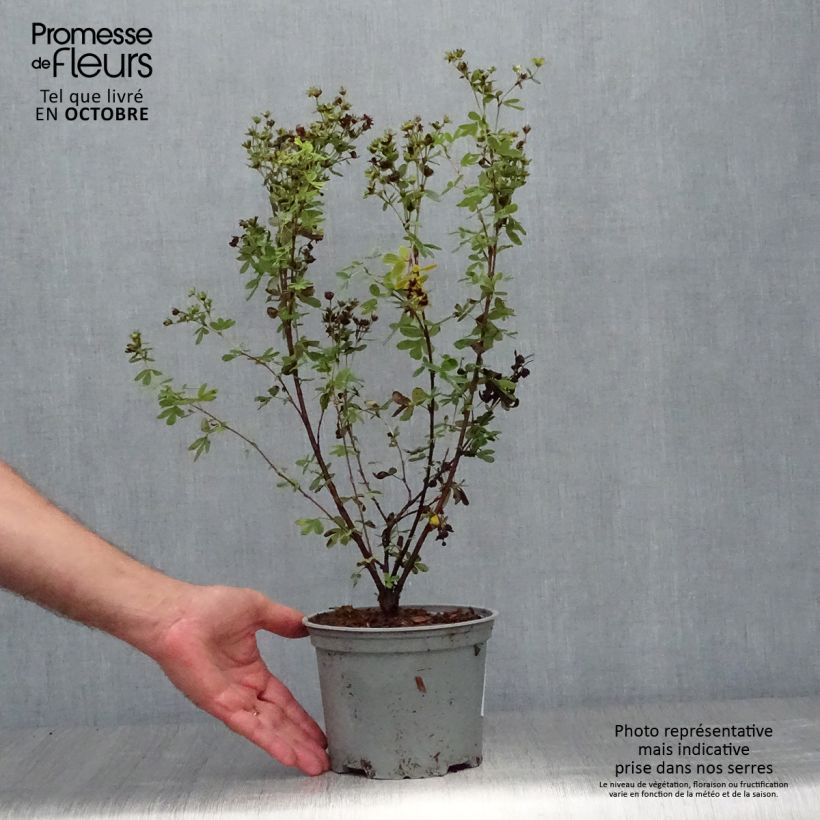 Amostra de Potentilla fruticosa Creme Brulée Vaso de 2 L/3 L tal como entregue no outono