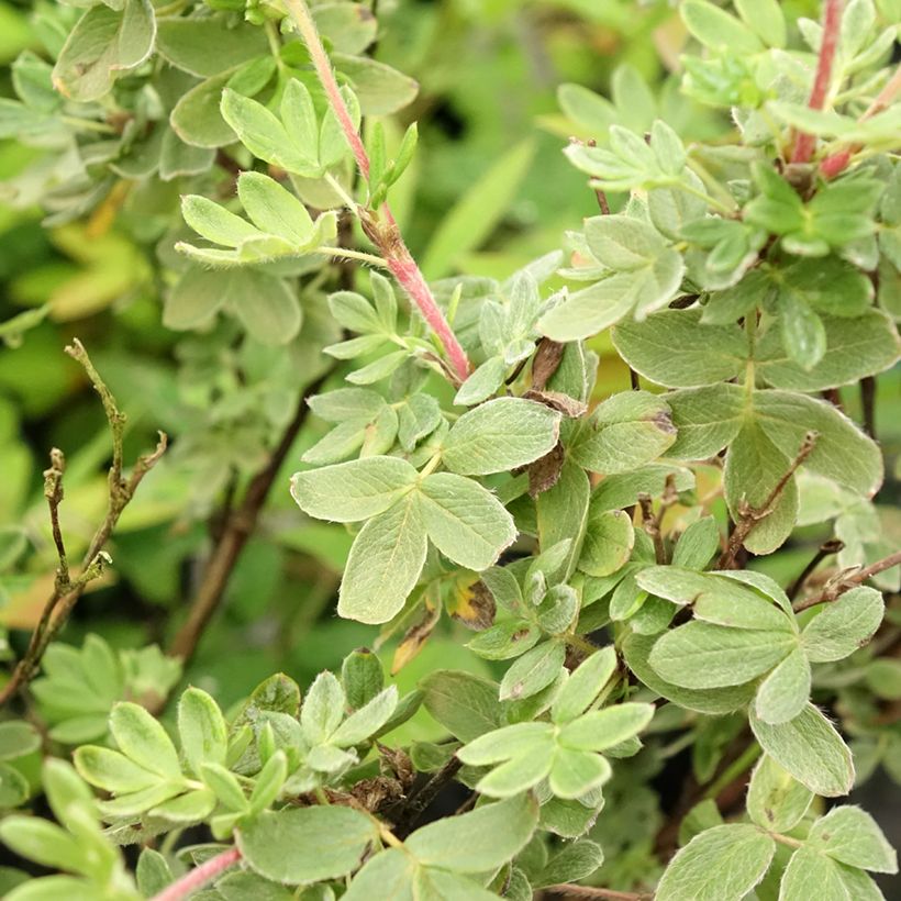 Potentilla fruticosa Creme Brulée (Folhagem)