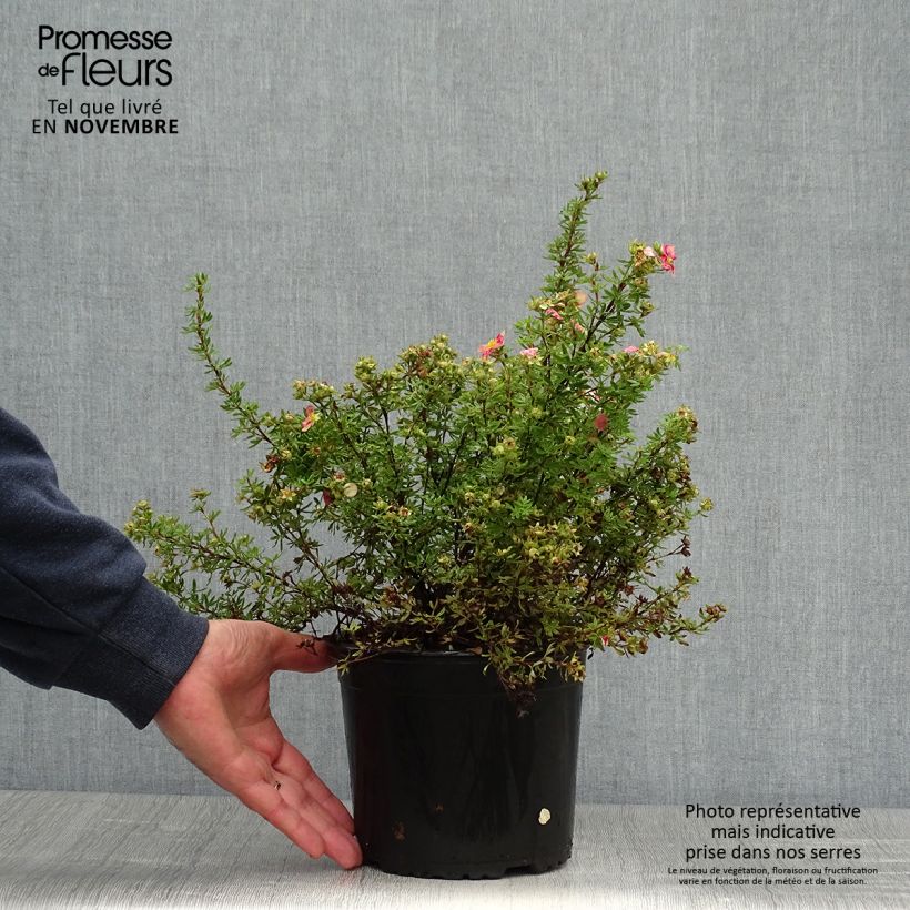 Amostra de Potentilla fruticosa Danny Boy Vaso de 2 L/3 L tal como entregue no outono