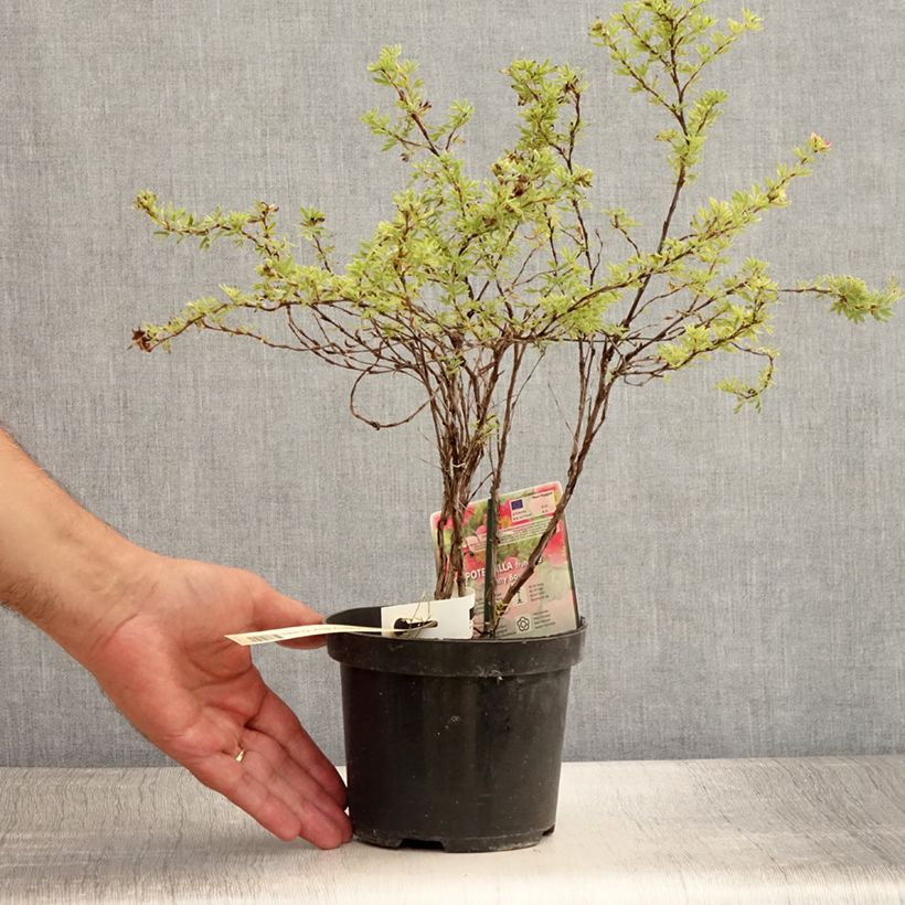 Amostra de Potentilla fruticosa Danny Boy Vaso de 2 L/3 L tal como entregue no verão